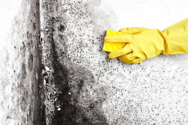 Best Emergency Mold Remediation  in Bennett, CO