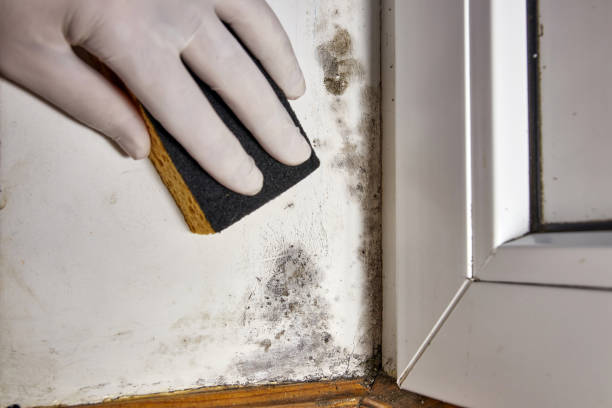 Best Mold Removal for HVAC Installations  in Bennett, CO